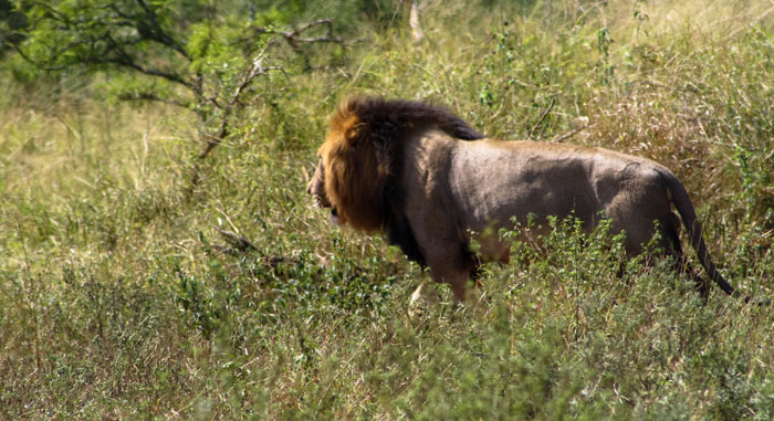Kruger National Park - Südafrika