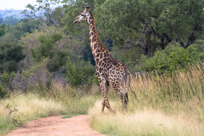 Kruger National Park – Südafrika – Reiseziele – Reiseblog Ipackedmybackpack.de