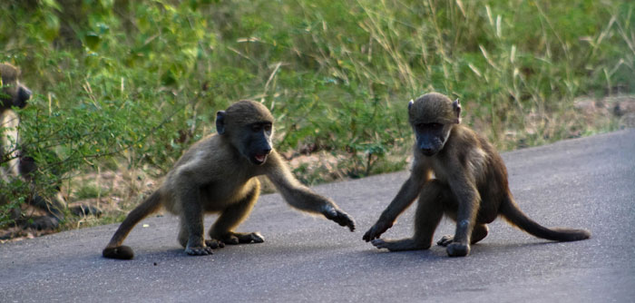 Kruger National Park – Südafrika – Reiseziele – Reiseblog Ipackedmybackpack.de