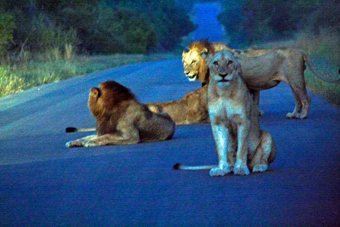 Kruger National Park - Südafrika