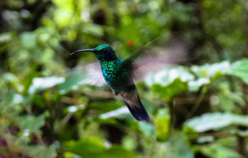 Monteverde - Costa Rica