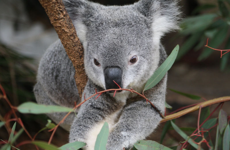 Koala - Australien