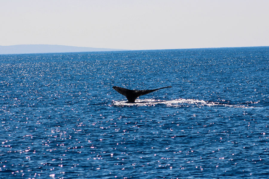 Whale Watching - Maui - Hawaii