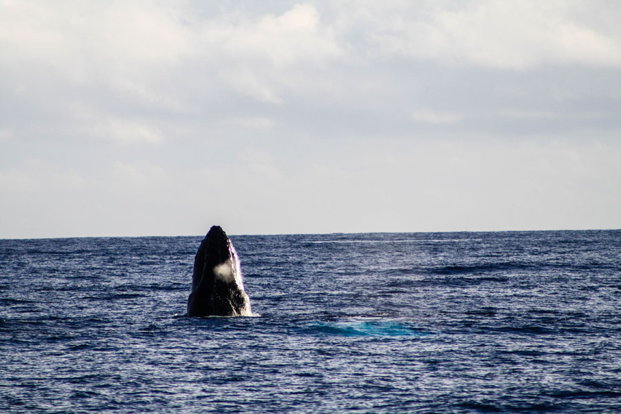 Whale Watching - Maui - Hawaii