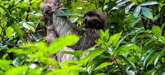 Manuel Antonio National Park - Costa Rica