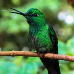 Monteverde - Costa Rica