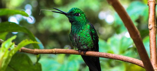 Monteverde - Costa Rica