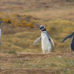 Isla Magdalena - Chile - ipackedmybackpack.de - Reiseblog