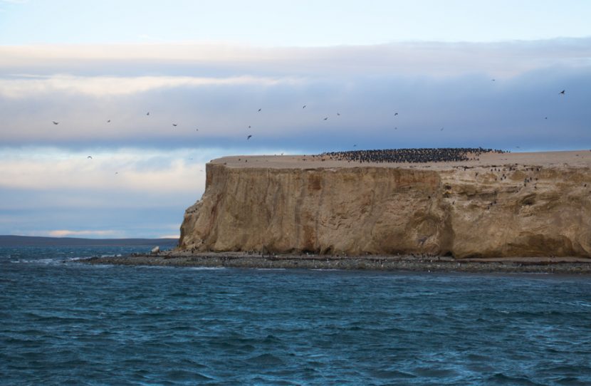 Isla Magdalena Ausflug zur Insel der Pinguine Reiseblog