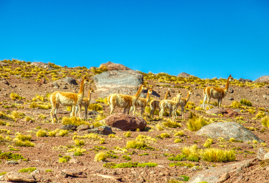 San Pedro de Atacama - Chile - ipackedmybackpack.de - Reiseblog