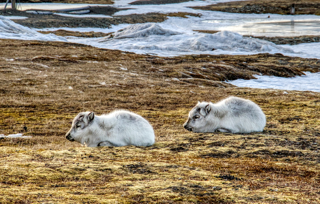 Longyearbyen -Spitzbergen Svalbard - ipackedmybackpack.de - Reiseblog