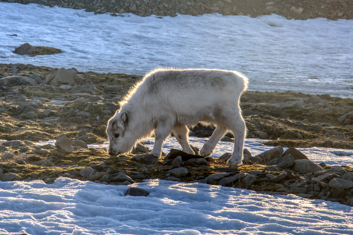 Longyearbyen -Spitzbergen Svalbard - ipackedmybackpack.de - Reiseblog