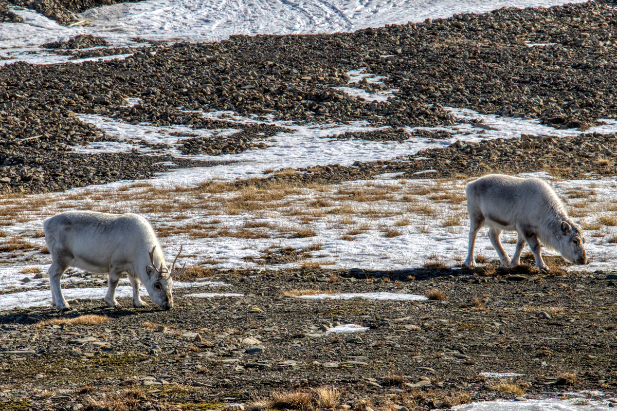 Longyearbyen -Spitzbergen Svalbard - ipackedmybackpack.de - Reiseblog
