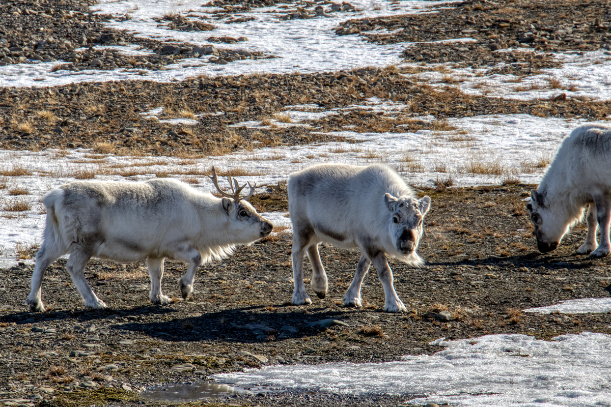 Longyearbyen -Spitzbergen Svalbard - ipackedmybackpack.de - Reiseblog