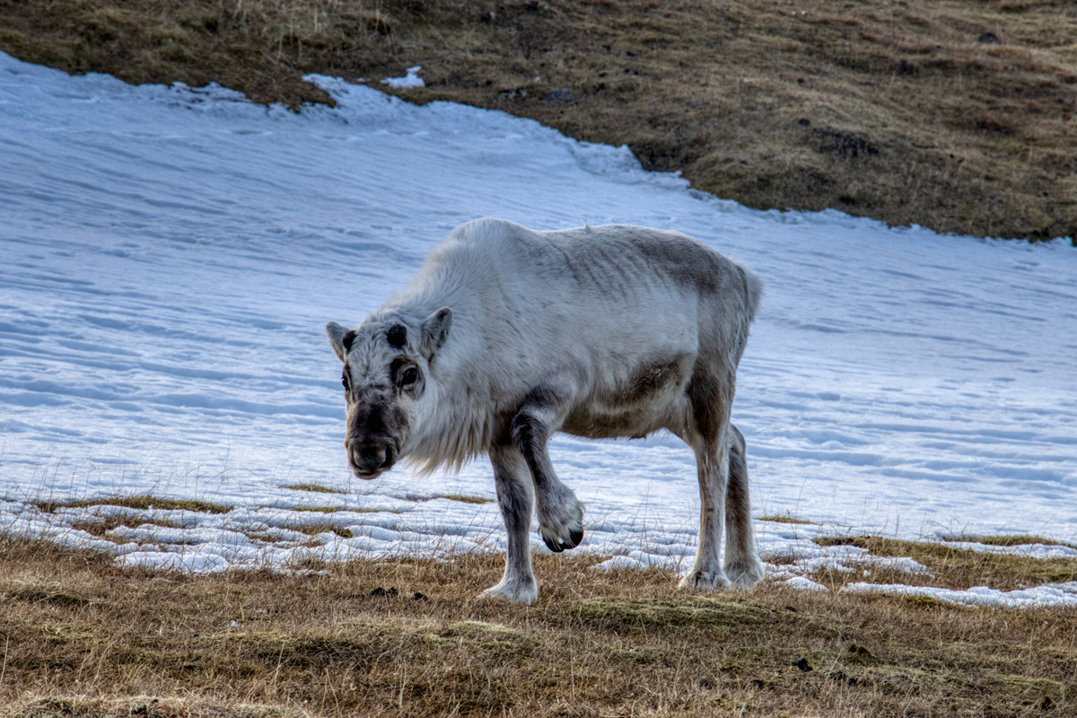 Longyearbyen -Spitzbergen Svalbard - ipackedmybackpack.de - Reiseblog
