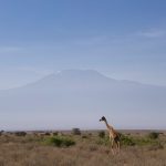 Amboseli - Kenia - ipackedmybackpack.de - Reiseblog