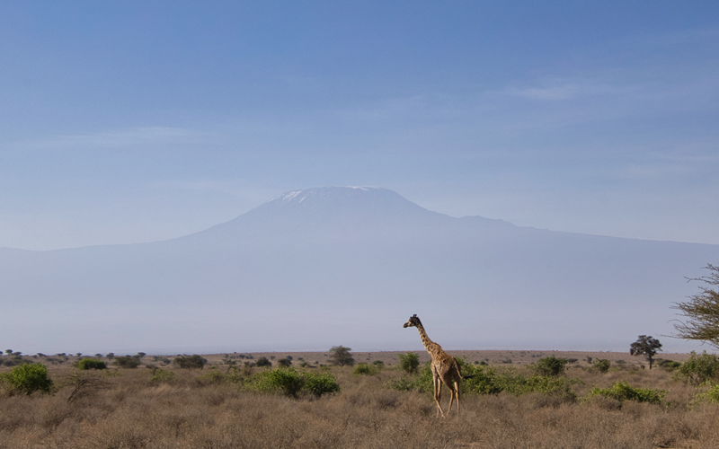 Amboseli Nationalpark: Elefanten vor dem Kilimandscharo