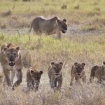 Amboseli - Kenia - ipackedmybackpack.de - Reiseblog