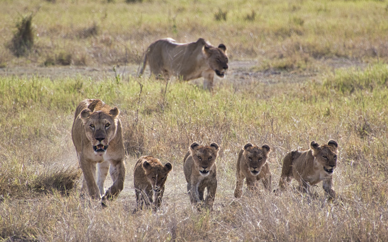 Amboseli oder Masai Mara? Mein ehrlicher Vergleich nach beiden Safaris