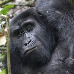 Gorilla-Trekking in Uganda – Ein Tag, den ich nie vergessen werde