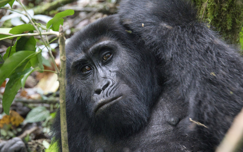 Gorilla-Trekking in Uganda – Ein Tag, den ich nie vergessen werde