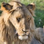 Masai Mara - Kenia - ipackedmybackpack.de - Reiseblog