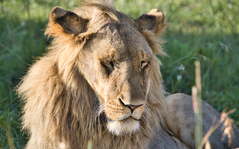 Masai Mara Safari: Endlose Savanne und Tiere, so weit das Auge reicht