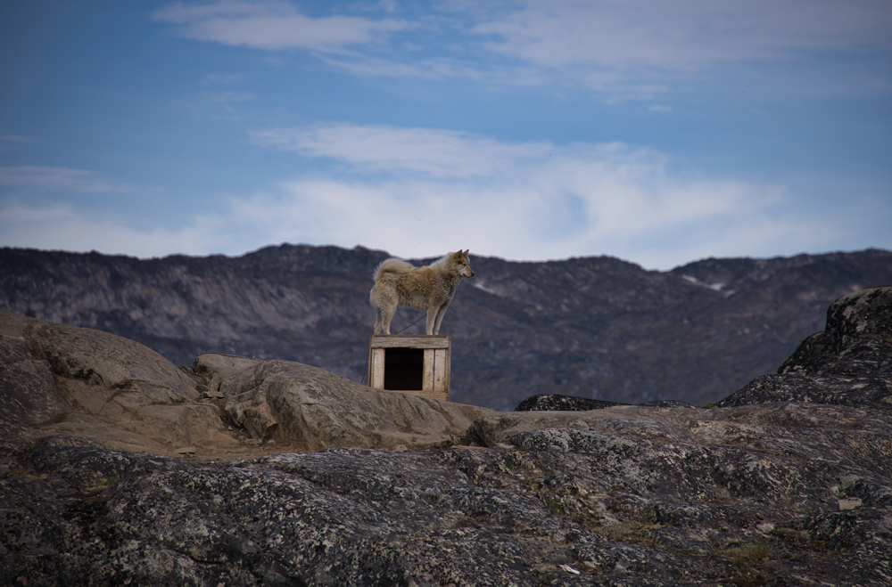 Schlittenhunde vor dem Fenster des Hotel Søma in Ilulissat.