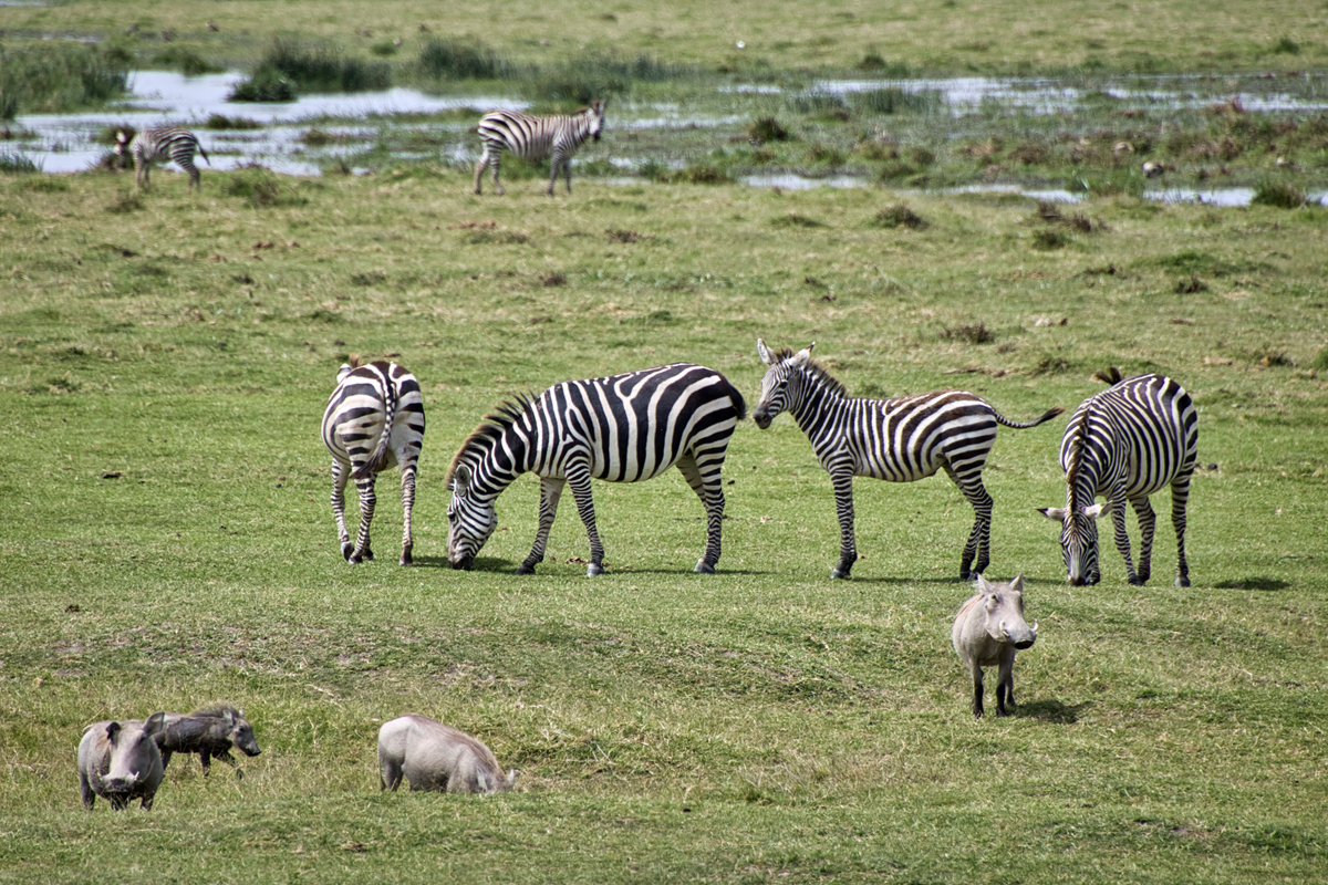 Amboseli - Kenia - ipackedmybackpack.de - Reiseblog