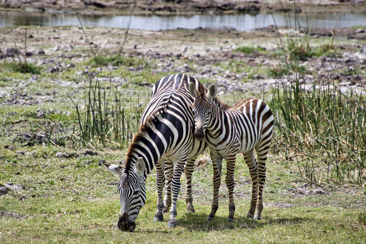 Amboseli - Kenia - ipackedmybackpack.de - Reiseblog