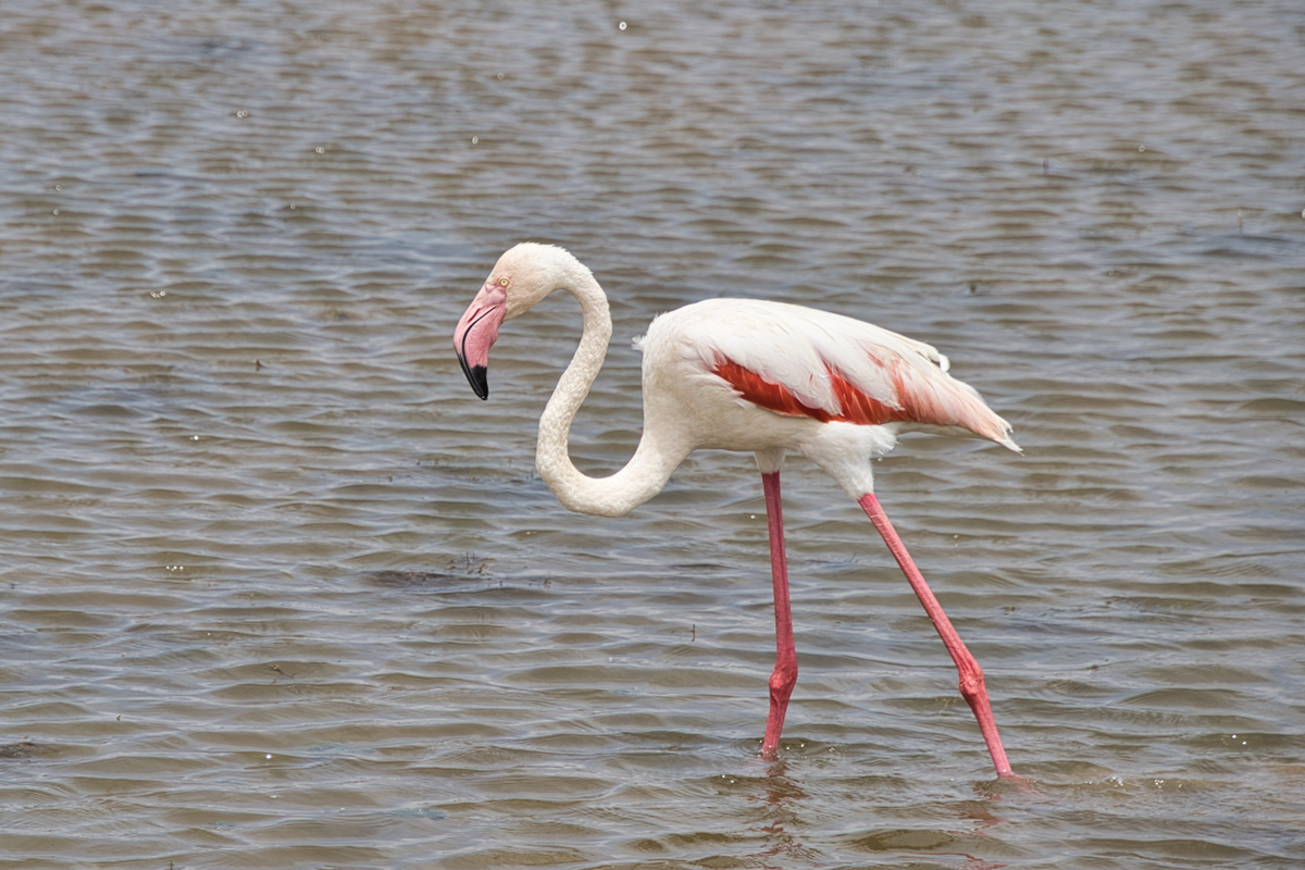 Amboseli - Kenia - ipackedmybackpack.de - Reiseblog