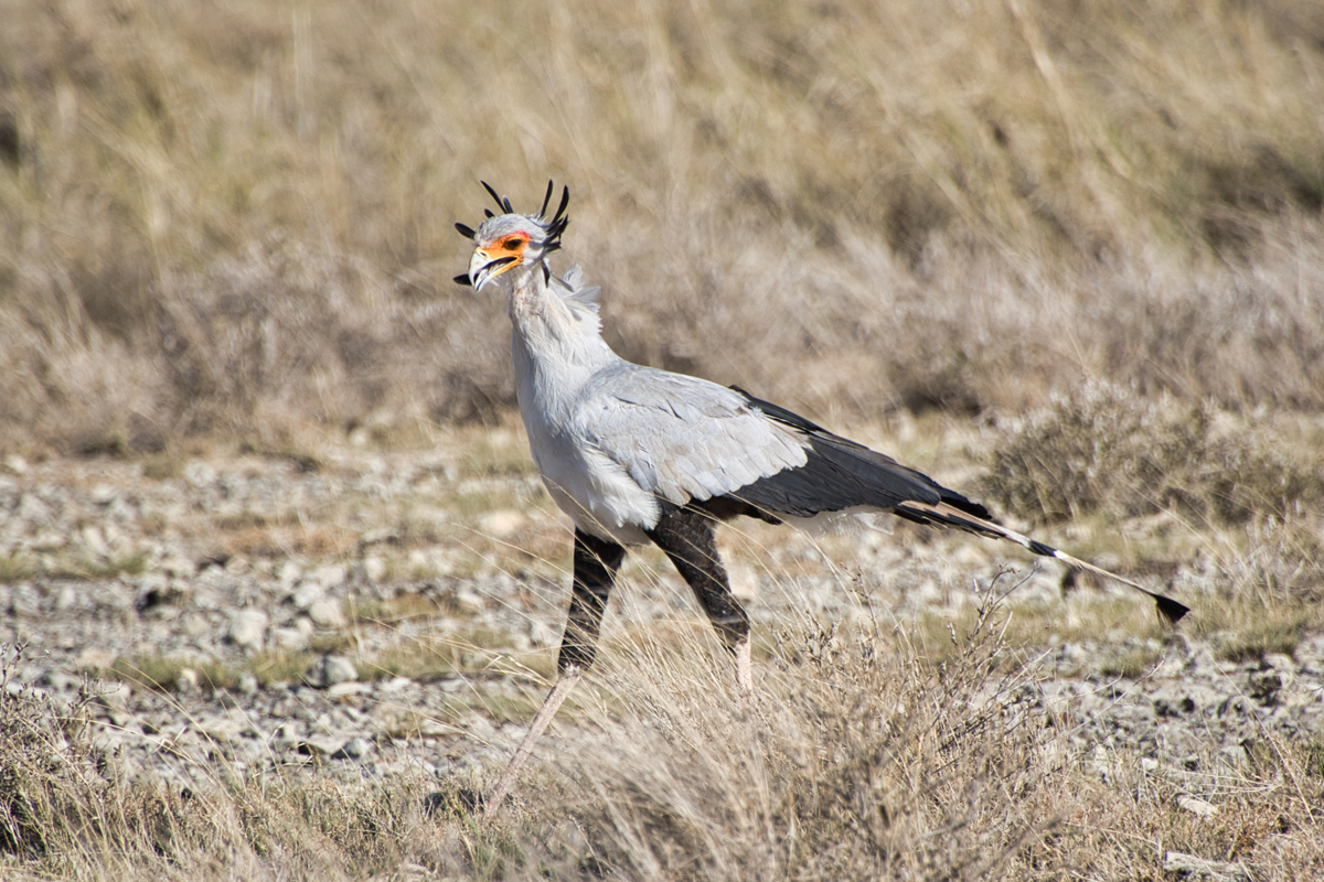 Amboseli - Kenia - ipackedmybackpack.de - Reiseblog