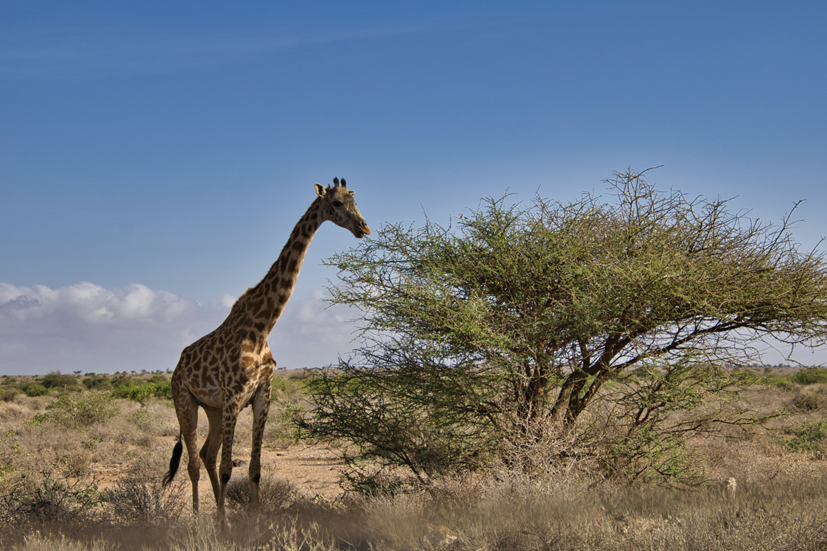 Amboseli - Kenia - ipackedmybackpack.de - Reiseblog