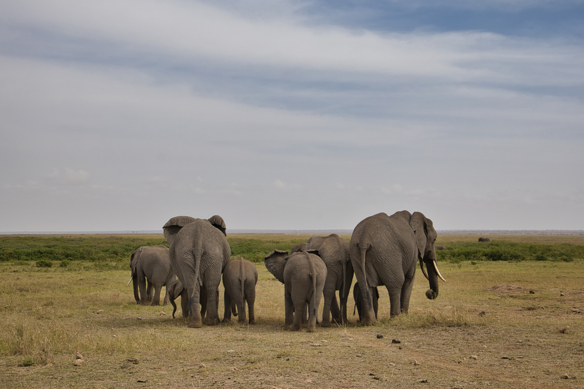 Amboseli - Kenia - ipackedmybackpack.de - Reiseblog