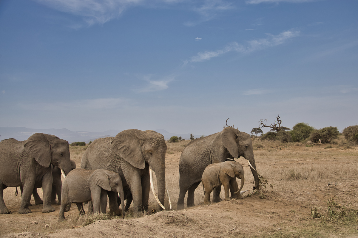 Amboseli - Kenia - ipackedmybackpack.de - Reiseblog