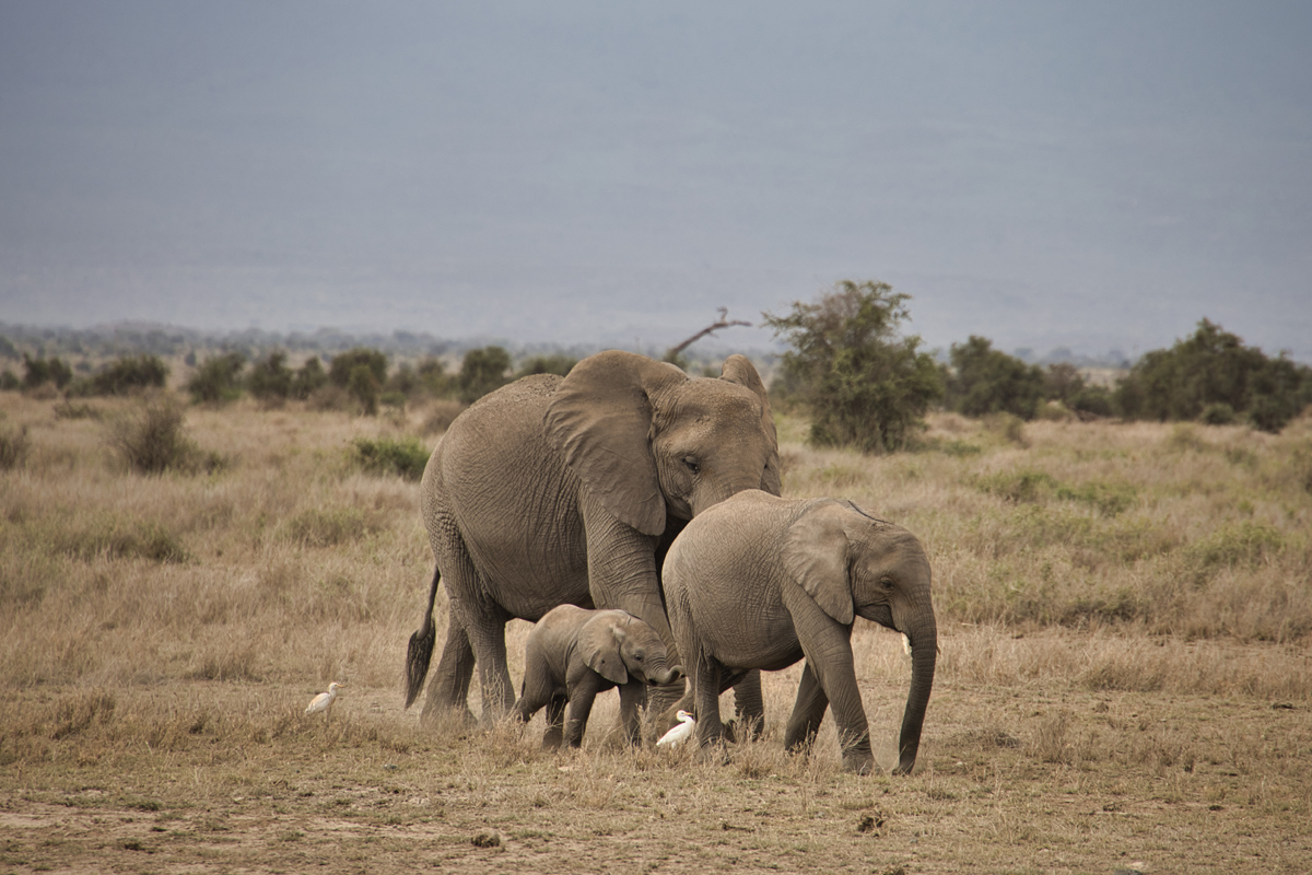 Amboseli - Kenia - ipackedmybackpack.de - Reiseblog