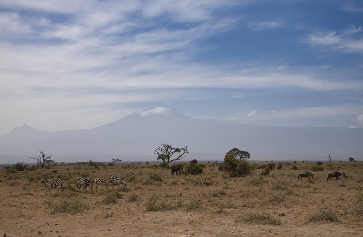 Elefanten und Zebras vor der beeindruckenden Kulisse des Kilimandscharo im Amboseli Nationalpark.