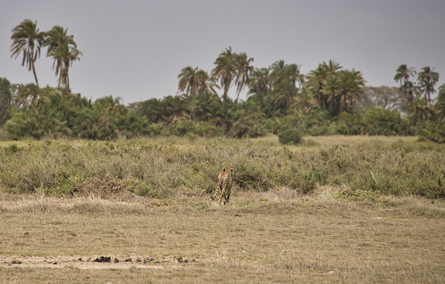 Amboseli - Kenia - ipackedmybackpack.de - Reiseblog