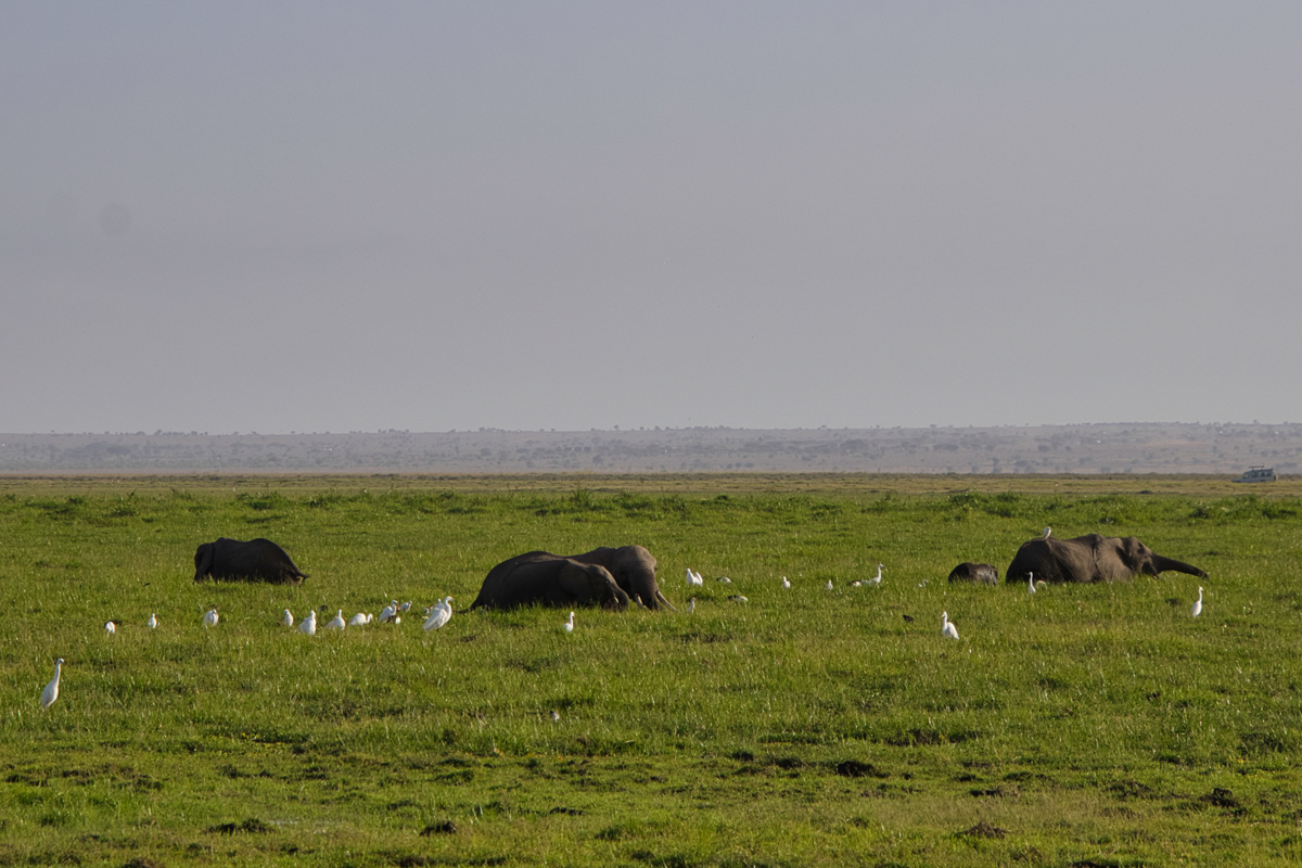 Amboseli - Kenia - ipackedmybackpack.de - Reiseblog