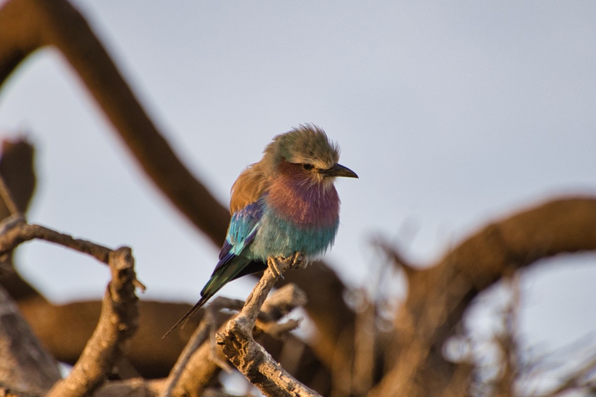 Amboseli - Kenia - ipackedmybackpack.de - Reiseblog