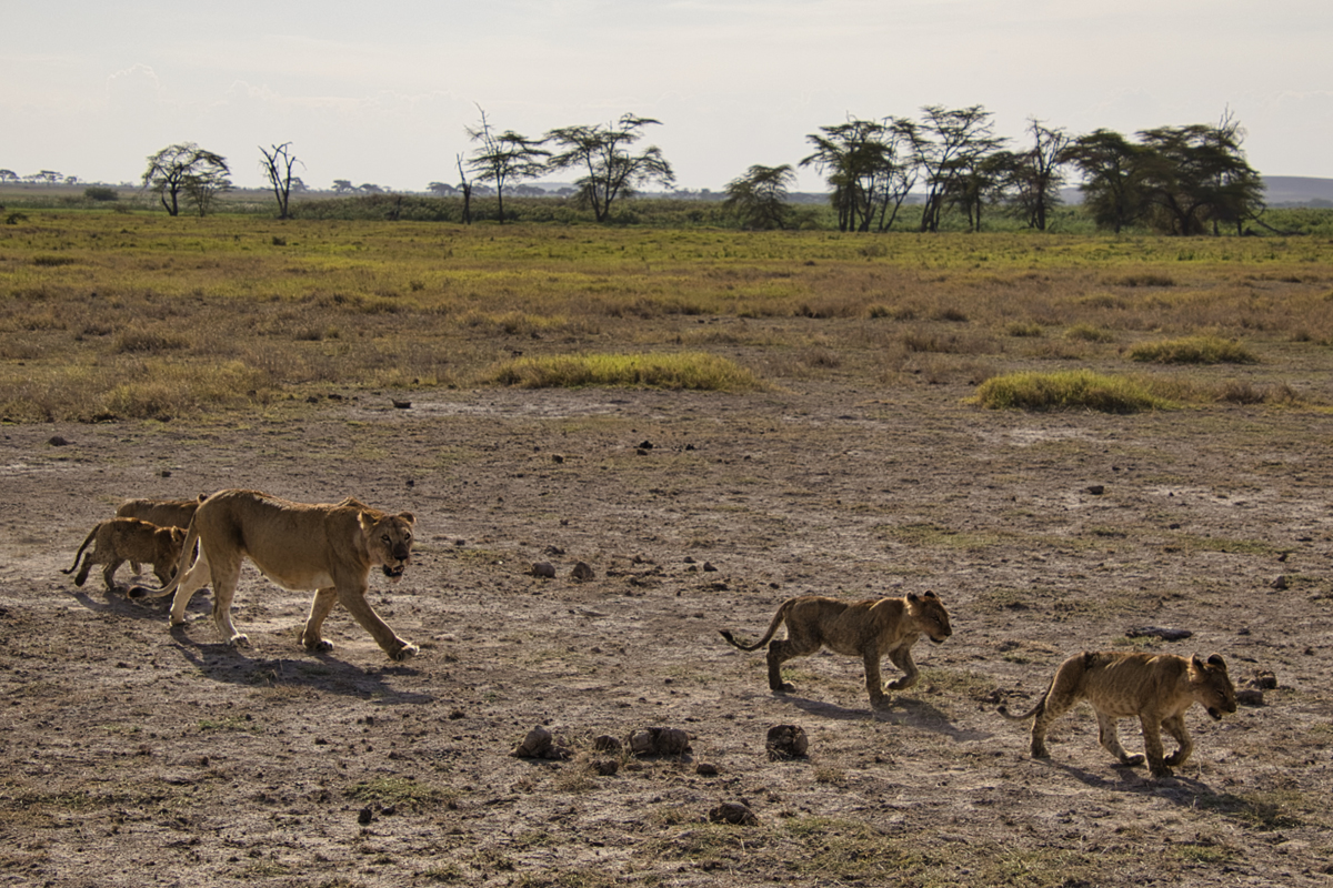 Amboseli - Kenia - ipackedmybackpack.de - Reiseblog