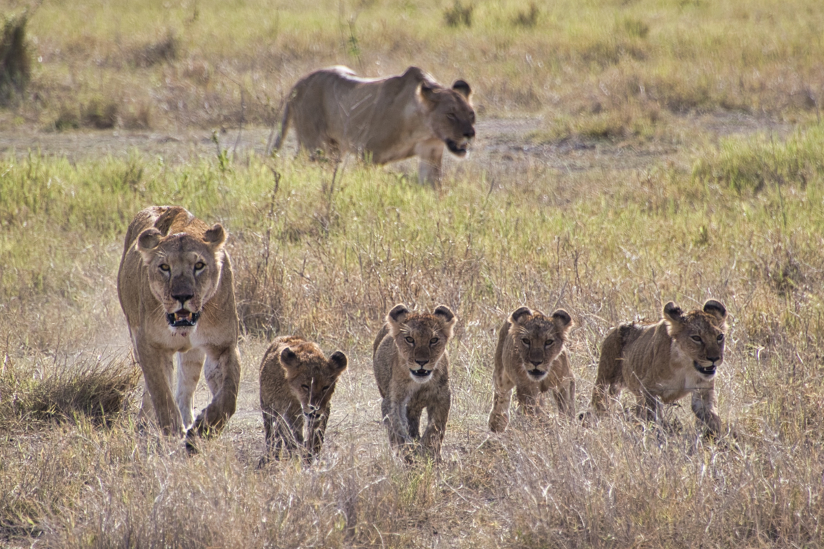 Amboseli - Kenia - ipackedmybackpack.de - Reiseblog