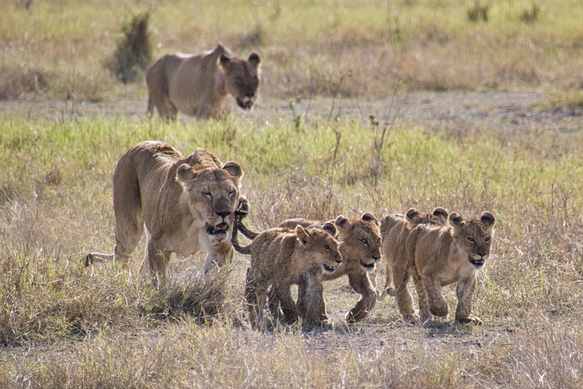 Amboseli - Kenia - ipackedmybackpack.de - Reiseblog