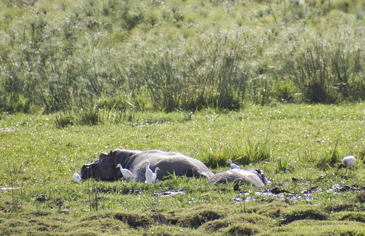 Amboseli - Kenia - ipackedmybackpack.de - Reiseblog