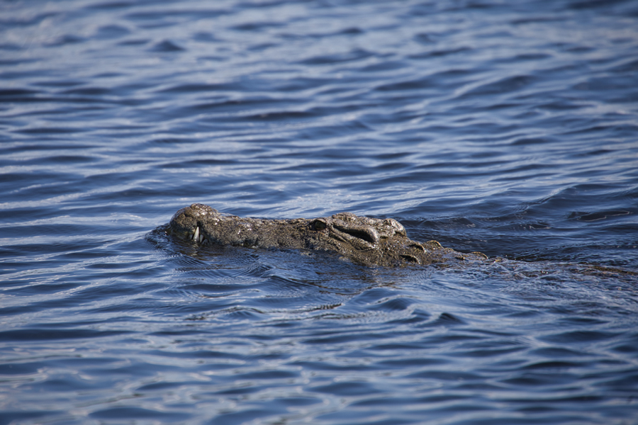 Chobe Nationalpark - Botswana - ipackedmybackpack.de - Reiseblog