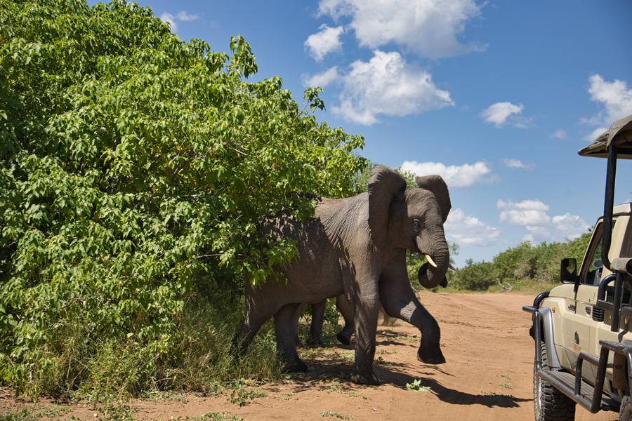 Chobe Nationalpark - Botswana - ipackedmybackpack.de - Reiseblog