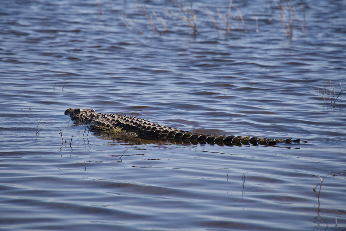 Chobe Nationalpark - Botswana - ipackedmybackpack.de - Reiseblog