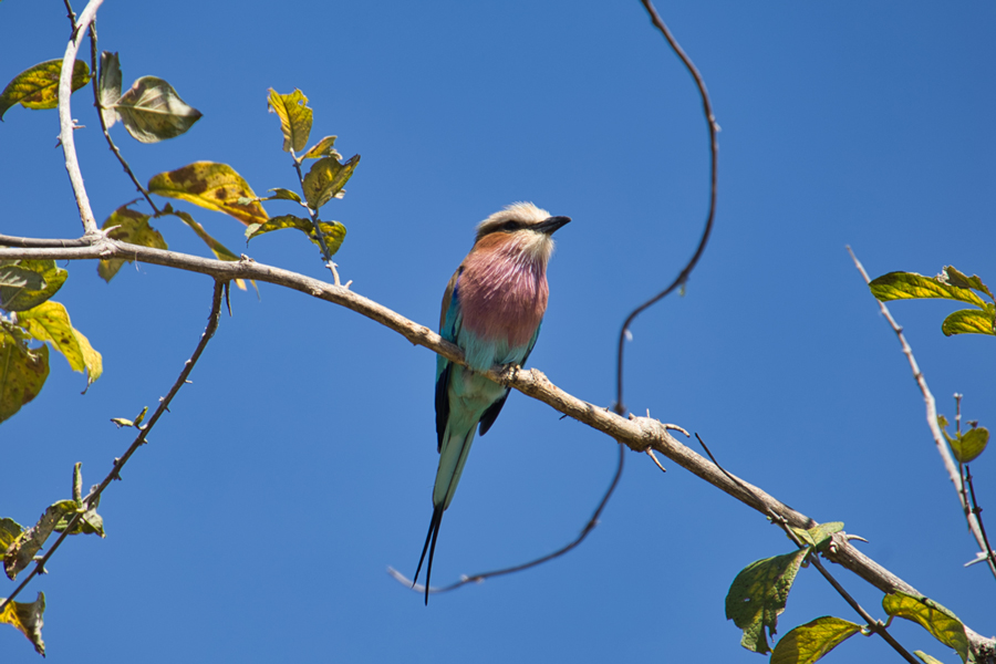 Chobe Nationalpark - Botswana - ipackedmybackpack.de - Reiseblog