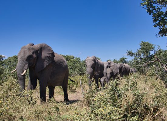 Chobe Nationalpark - Botswana - ipackedmybackpack.de - Reiseblog