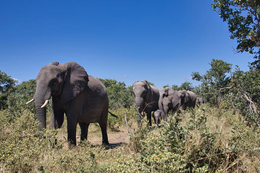Chobe Nationalpark - Botswana - ipackedmybackpack.de - Reiseblog